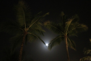 Royal palm trees at night in Puerto Rico