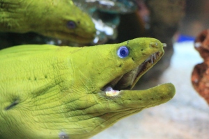 Eel opening its mouth