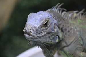 iguana staring