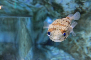 Pufferfish swimming